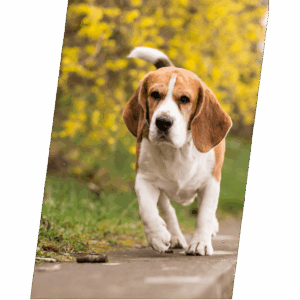 Ícone Oncologia Veterinária