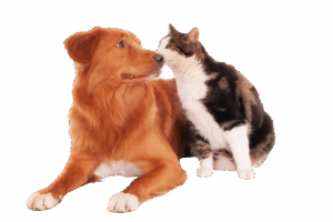 Cão e gato juntos
