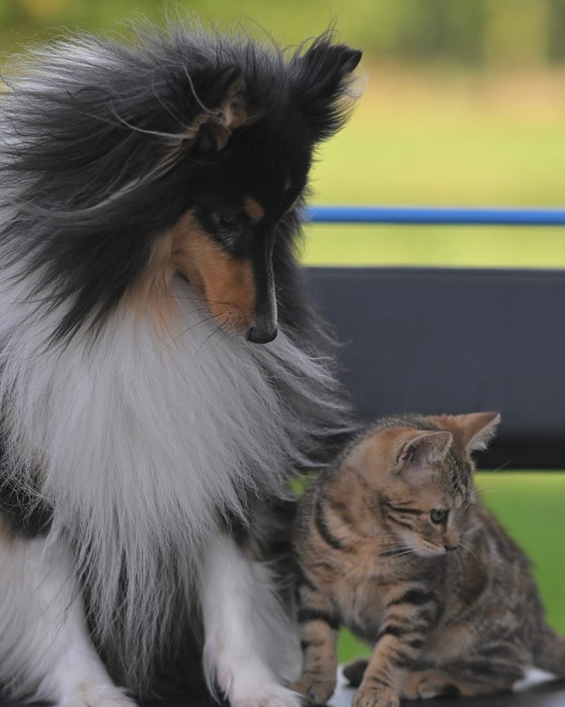 Pequenos Animais
